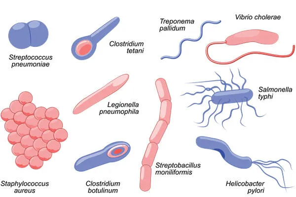 Forms of Bacteria
